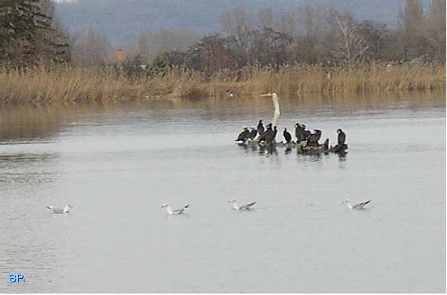 Cliquer pour agrandir