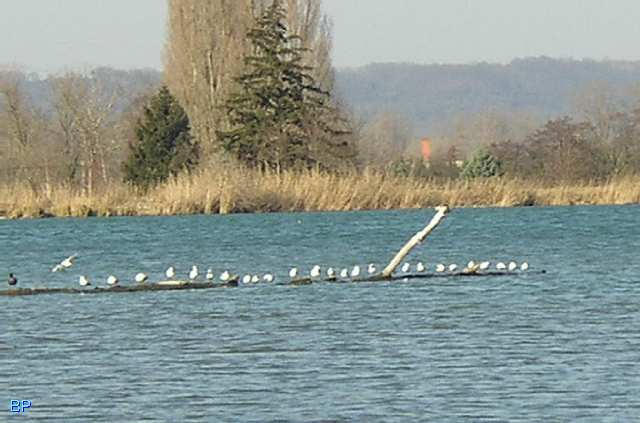 Cliquer pour agrandir